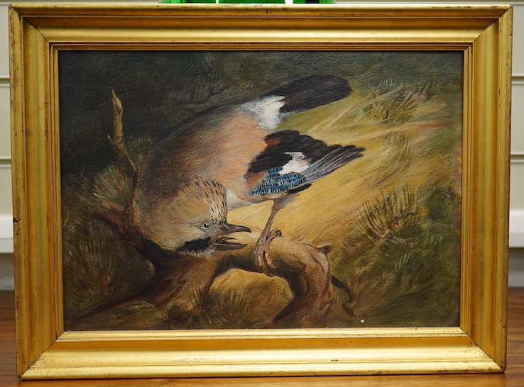 Rowland Wright Alston (1897-1958), oil on board, Study of a Jay, 24 x 34cm, gilt framed. Condition - good